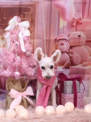 20241214小梅ちゃん